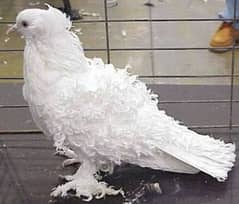 Frillback Fancy pigeon full white