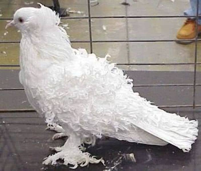 Frillback Fancy pigeon full white 0