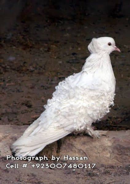 Frillback Fancy pigeon full white 2