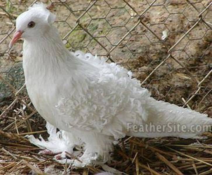 Frillback Fancy pigeon full white 3