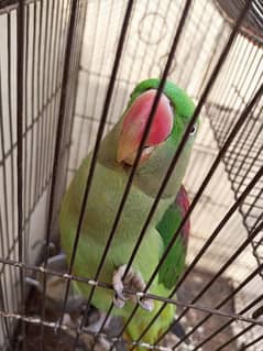 female raw parrot for sale  or exchange