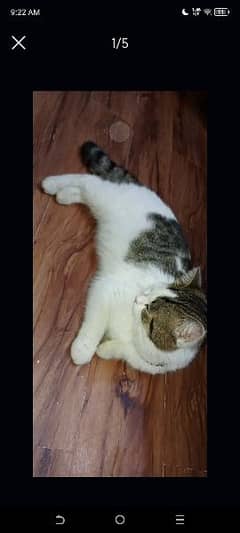 semi persian cat