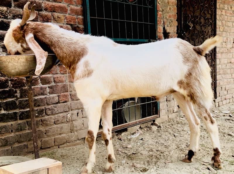 big size hevy w8 bakra for sale 0