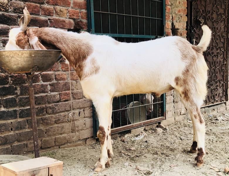 big size hevy w8 bakra for sale 1