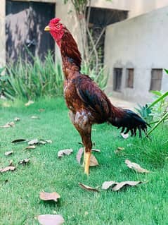 High quality Pakistani old blood line murg for  sale 0