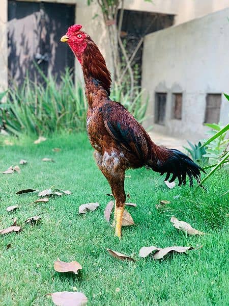 High quality Pakistani old blood line murg for  sale 0