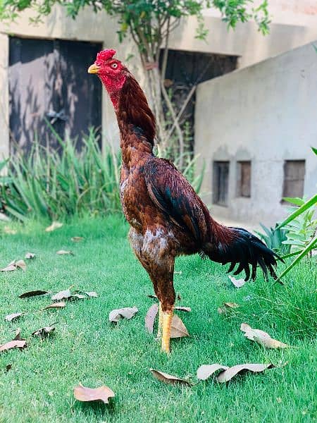 High quality Pakistani old blood line murg for  sale 1