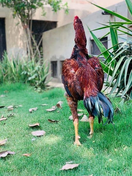 High quality Pakistani old blood line murg for  sale 2