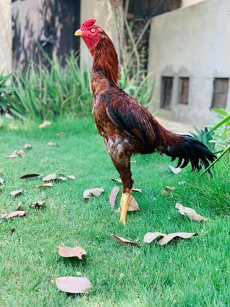 High quality Pakistani old blood line murg for  sale 3