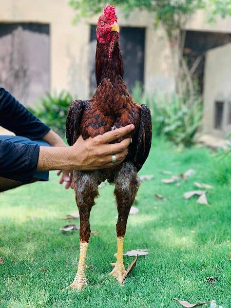 High quality Pakistani old blood line murg for  sale 4