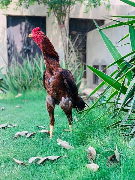 High quality Pakistani old blood line murg for  sale 6