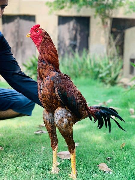 High quality Pakistani old blood line murg for  sale 7