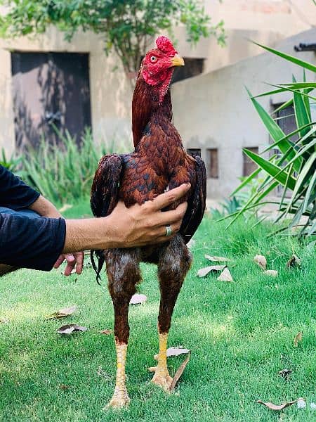 High quality Pakistani old blood line murg for  sale 8