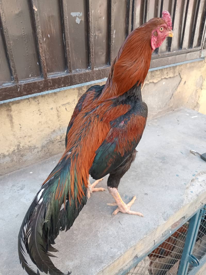 Aseal chiks pure breed father attached 4