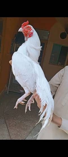 aseel pure Heera white high quality male  for sell