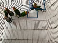 pathay pathiyan for sale love birds for sale fisheries for sale