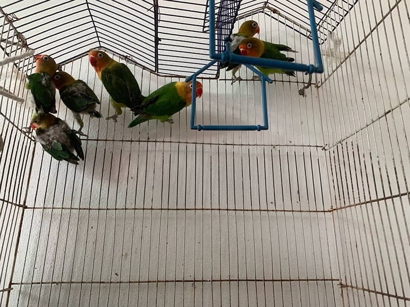 love birds for sale fisheries for sale 9 piece 3