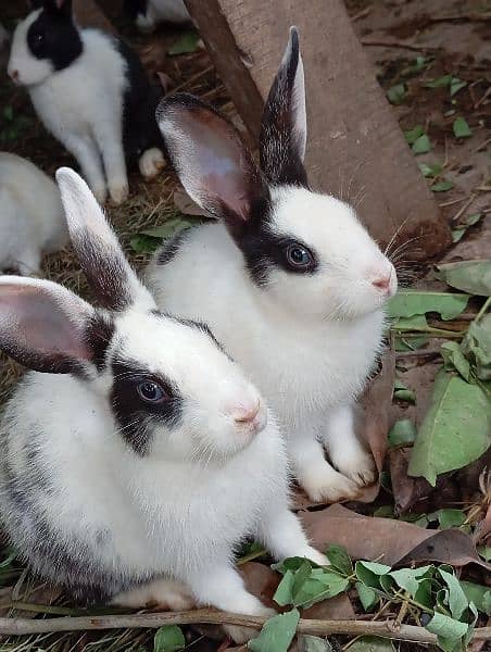 Rabbit pairs for sale 0