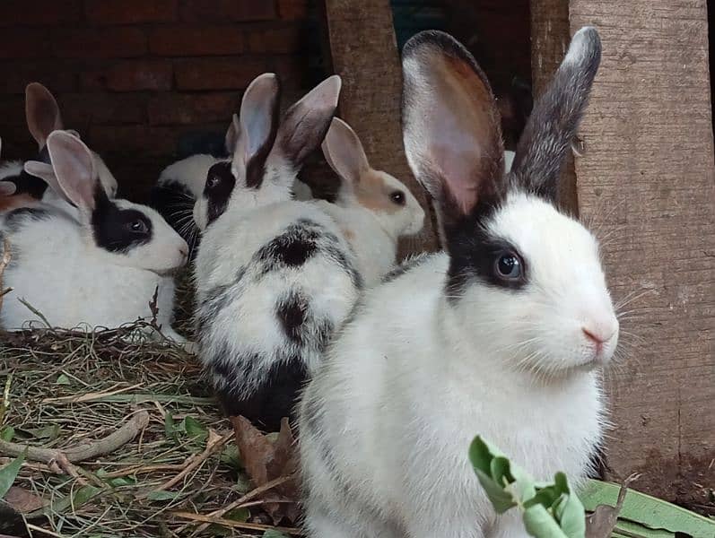Rabbit pairs for sale 2