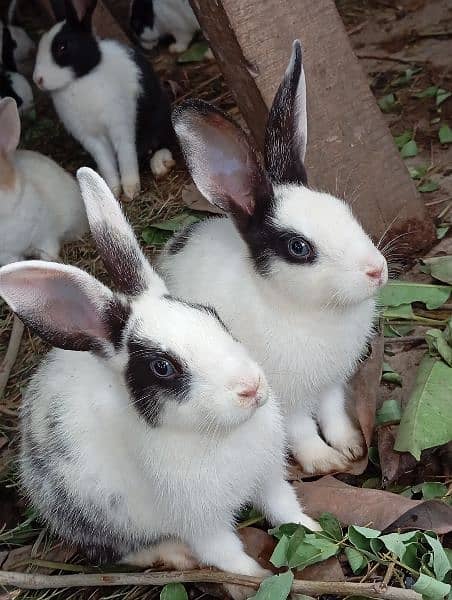 Rabbit pairs for sale 3