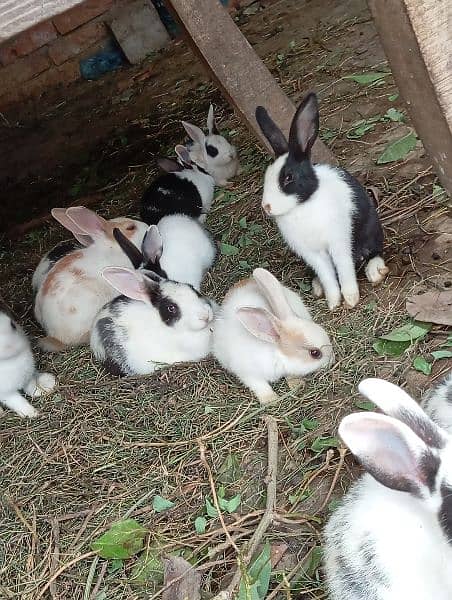 Rabbit pairs for sale 4