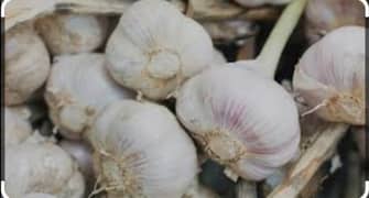 Garlic lesson dasi