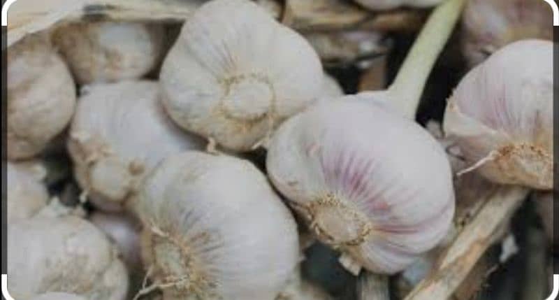 Garlic lesson dasi 0