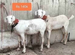 2 daant khassi Quality Goats