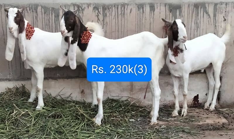 2 daant khassi Quality Goats 1