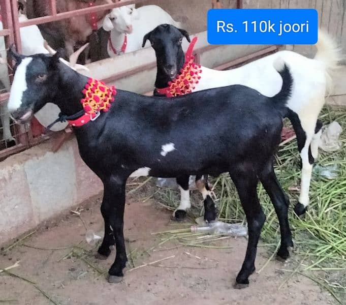 2 daant khassi Quality Goats 3