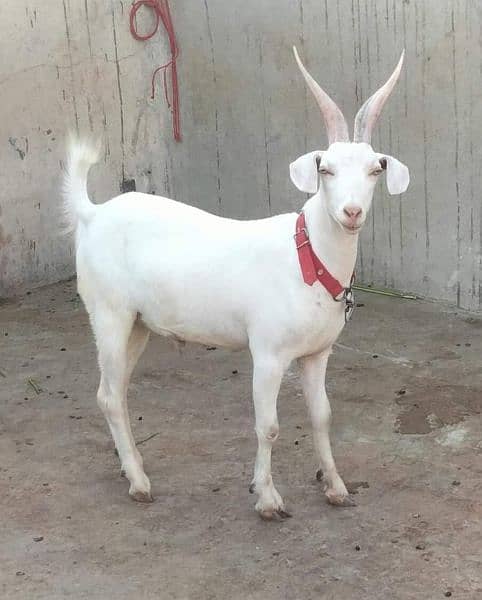 2 daant khassi Quality Goats 4