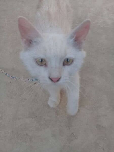 Persian white  female cat 1