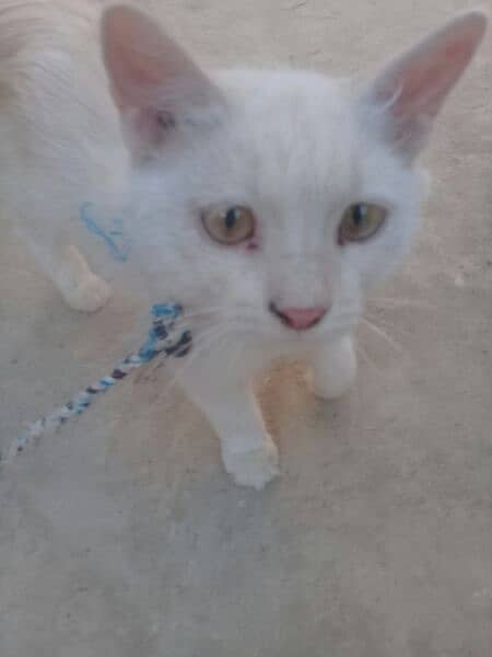 Persian white  female cat 2