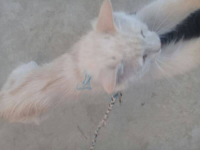 Persian white  female cat 3