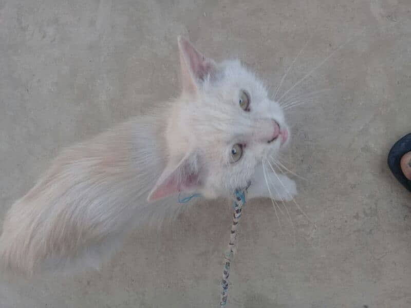 Persian white  female cat 4