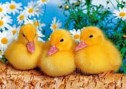 duck chicks  بطخ کے چوزے