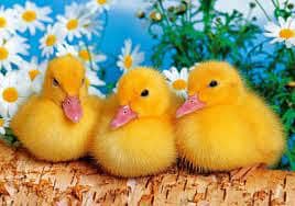 duck chicks  بطخ کے چوزے 1