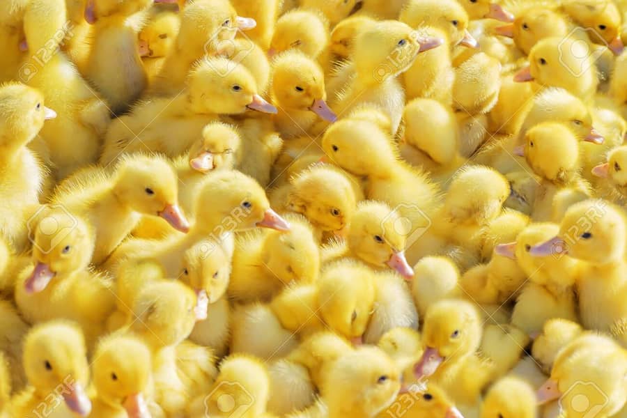 duck chicks  بطخ کے چوزے 2