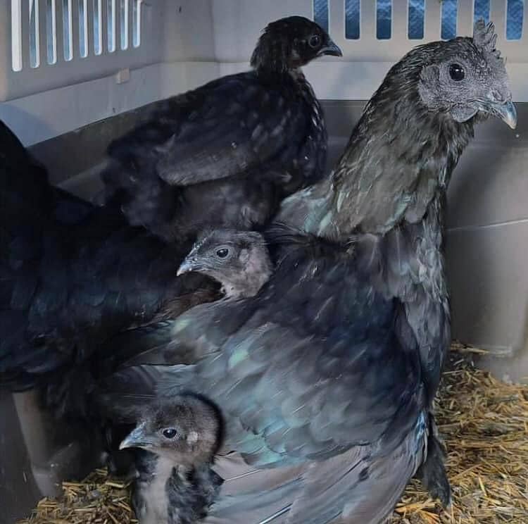 Ayam Cemani Chicks/Adults for Sale in Faisalabad 0\3\0\4\6\9\0\9\6\08 8