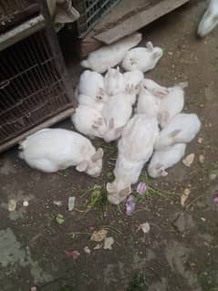 rabbit babies for sale!
