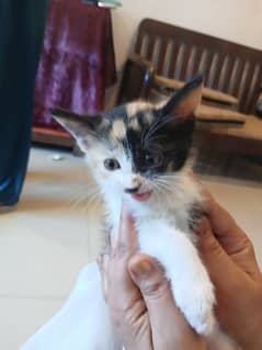 Desi Kitten