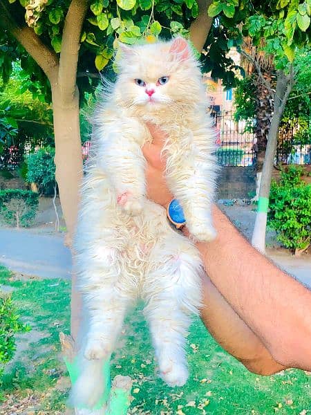 Persian Punch face triple coat cat Kitten 13