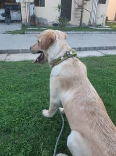 Labrador Male - Family Dog