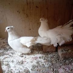 white American lakkay breeder pair for sale