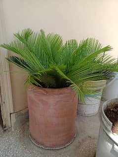 kangi palm