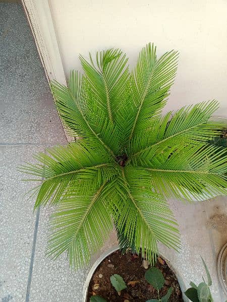 kangi palm 2
