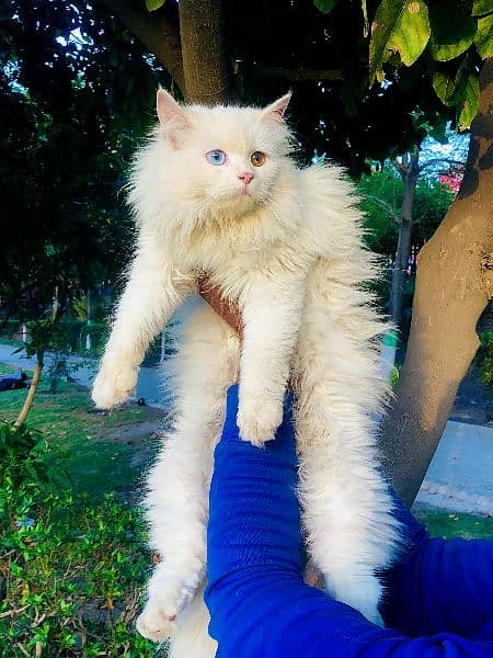 Persian Punch face triple coat cat Kitten 5