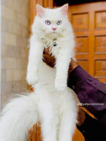 Persian Punch face triple coat cat Kitten 7