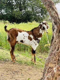 Goats/Bakray