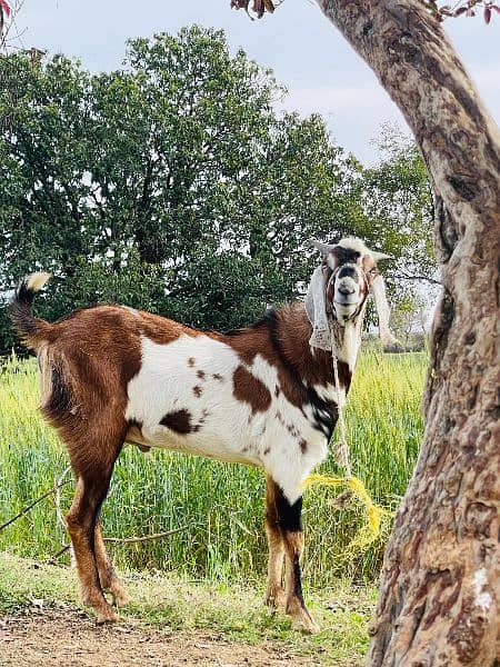 Goats/Bakray for sale 1